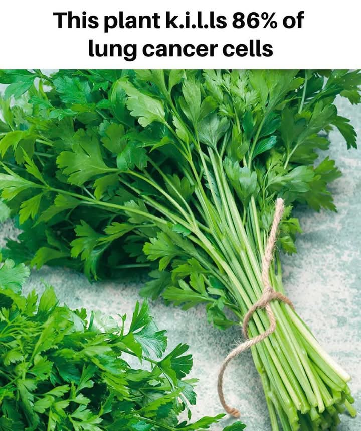 This plant k.i.l.ls 86% of lung cancer cells