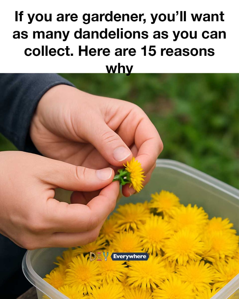 If you are gardener, you’ll want as many dandelions as you can collect. Here are 15 reasons why