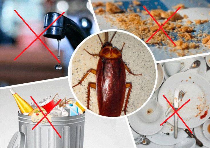 I Had A Cockroach Infestation In My Apartment: This Trick Got Rid Of Every One Of Them