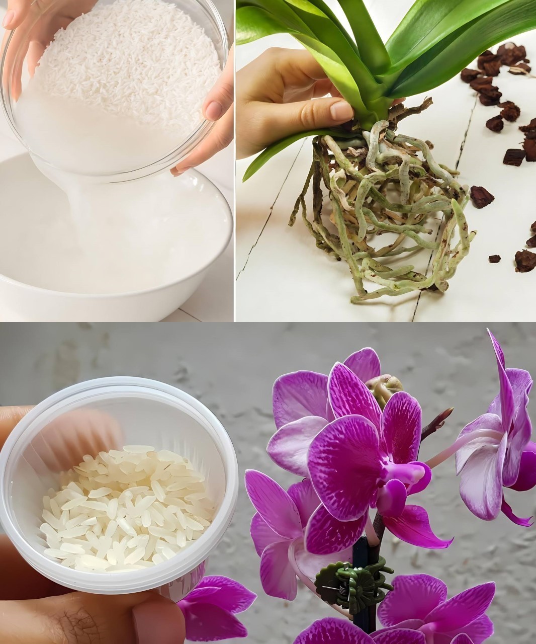 Orchid Care: Reviving Your Orchid with a Natural Solution