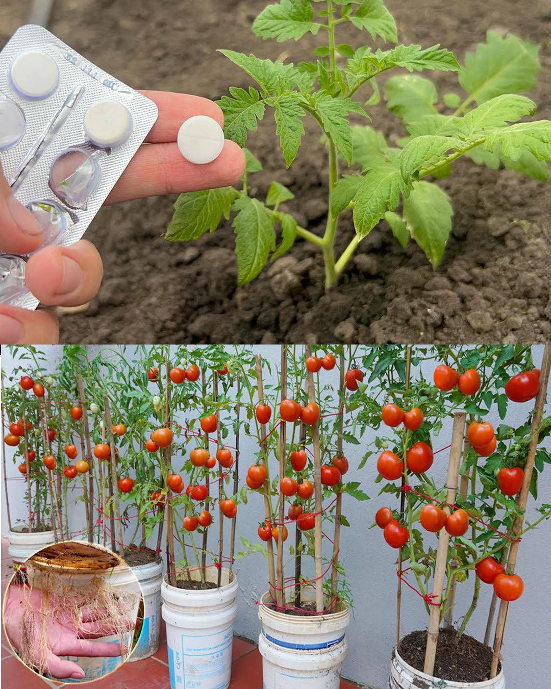 How to Grow Tomatoes Fast and Get Big Harvests at Home