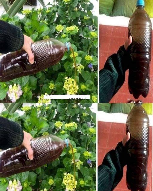 Homemade Fertilizer: Use It On Your Plants And They Will Grow Faster