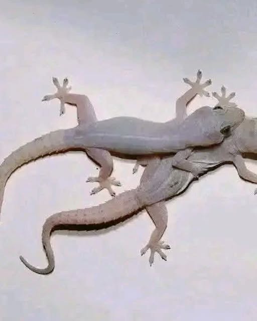 Why do geckos come to your home and how to keep them away?