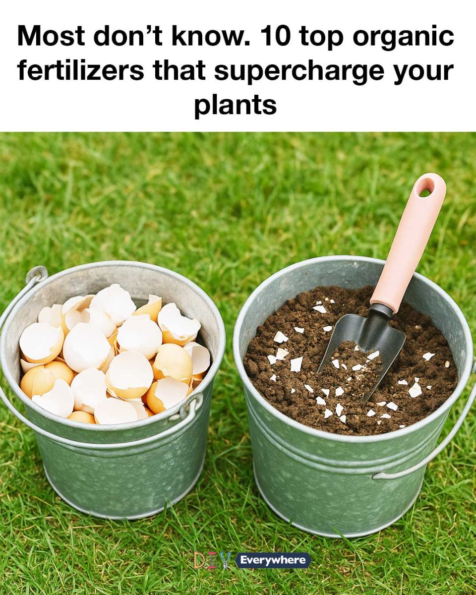 Most don’t know. 10 top organic fertilizers that supercharge your plants
