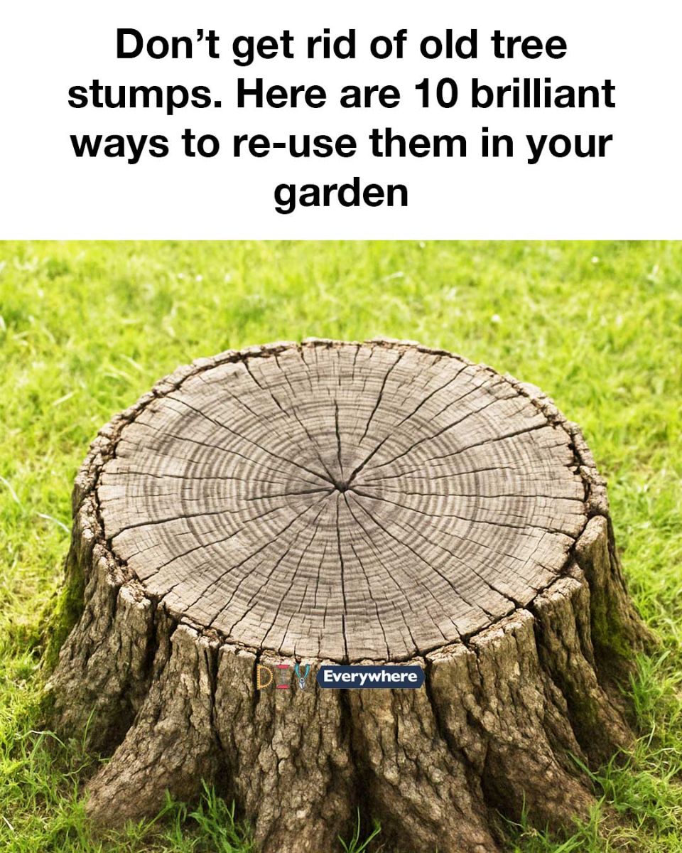 Don’t get rid of old tree stumps. Here are 10 brilliant ways to re-use them in your garden