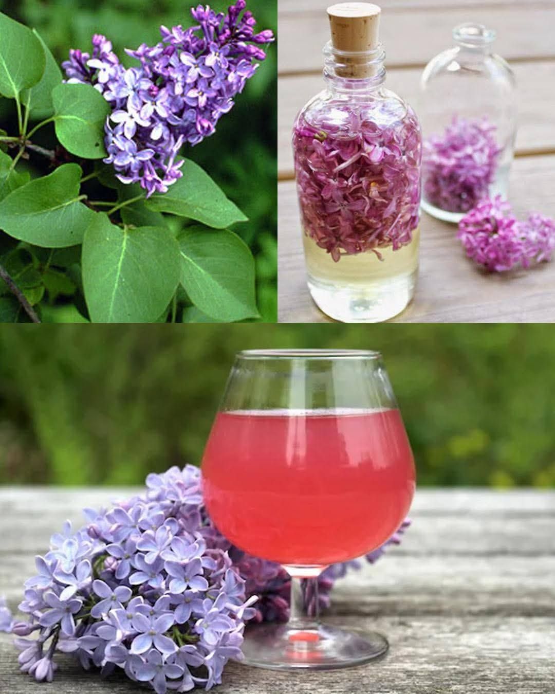 Are Lilacs Edible? Discover the Health Benefits of Syringa Blossoms