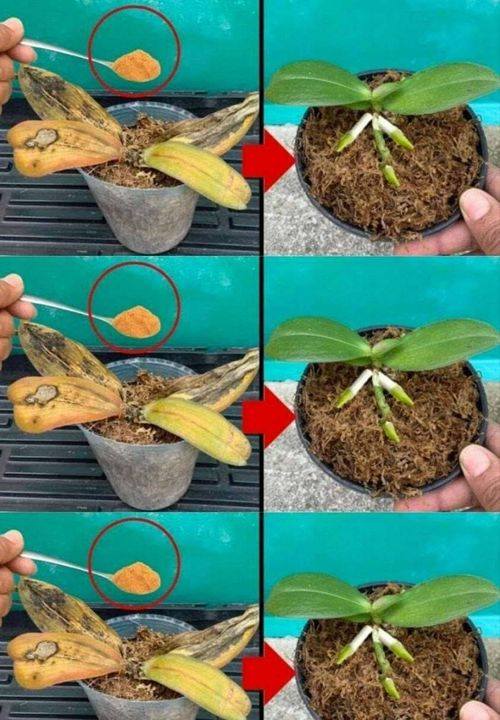 Rotten orchids should not be thrown away: a pinch will bring them back to life
