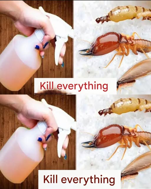 Quick and Effective Method to Eliminate Cockroaches and Ants in Under One Minute
