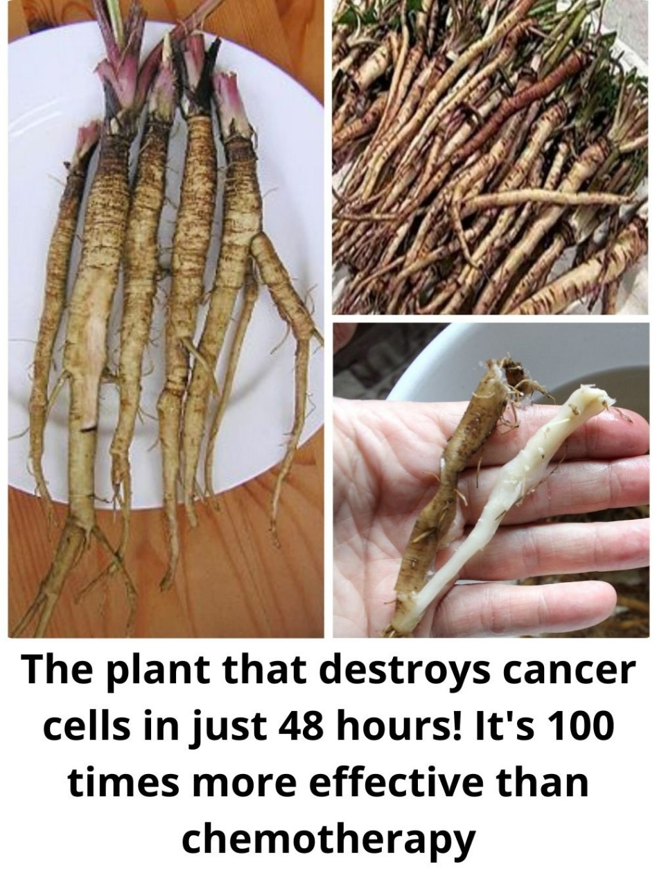 The Benefits of Greater Burdock Root: A Powerful Support in Cancer Treatment