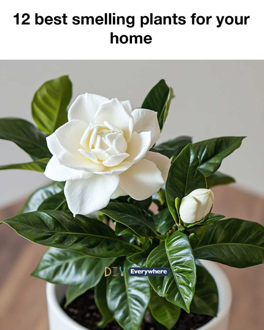 12 best smelling plants for your home
