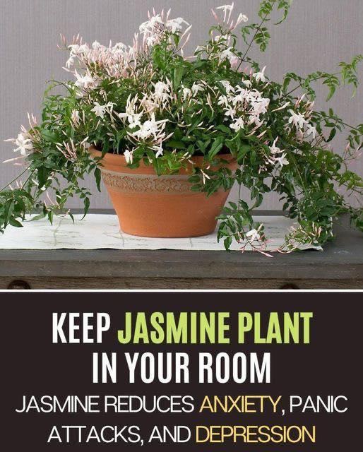 Keep Jasmine Plant in Your Room. Jasmine Can Reduce Anxiety, Panic Attacks, and Depression