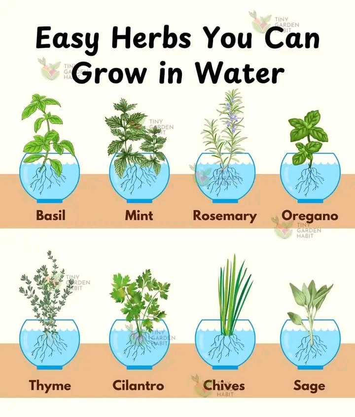Fresh Herbs You Can Grow in Water